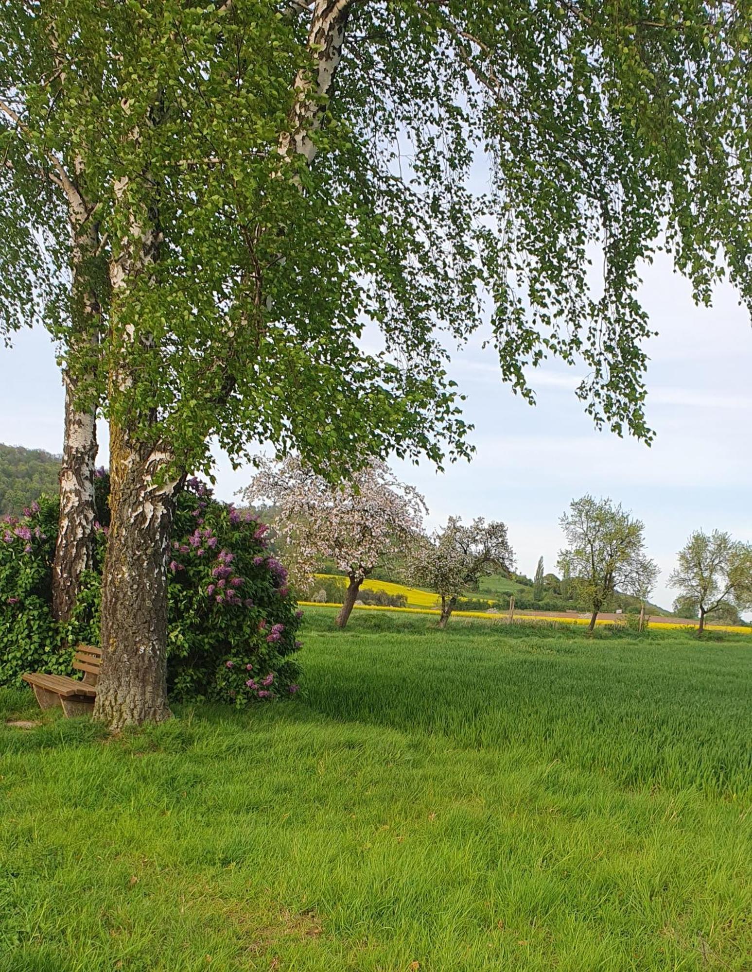 Apartaments Am Schloss Bevern  Buitenkant foto